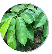 Prosta Peak  Ingredient5