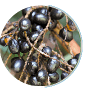 Prosta Peak  Ingredient6